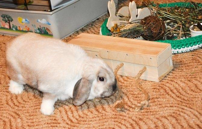 Декоративные кролики — уход в домашних условиях и фото