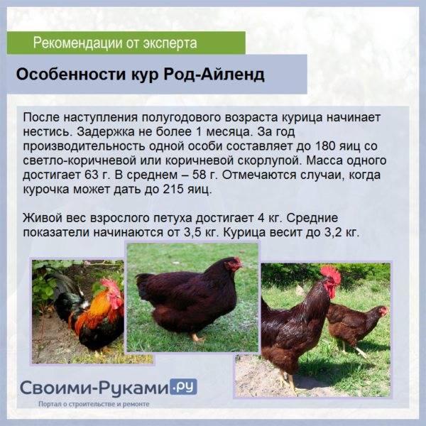 Кубанская красная порода кур: описание, особенности содержания