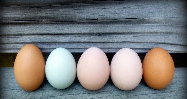 Что влияет на цвет желтка и скорлупы у куриных яиц