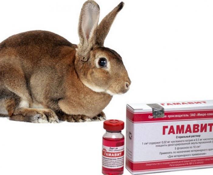 \"гамавит\" для кроликов: инструкция по применению и дозировка