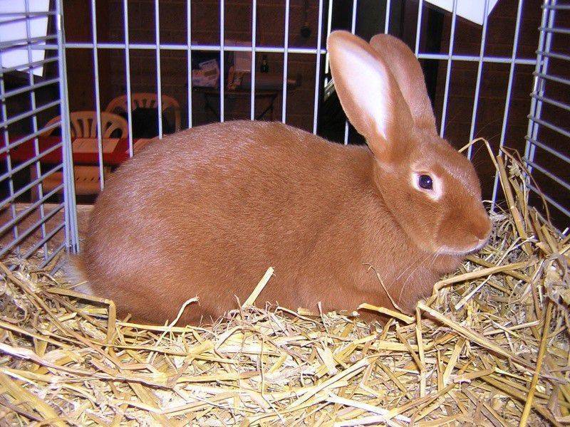 Бургундская порода кроликов - описание, содержание и уход (фото и видео)