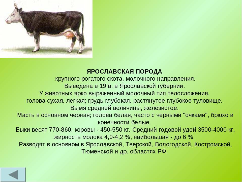 Ярославская порода коров: фото, описание, продуктивность и содержание