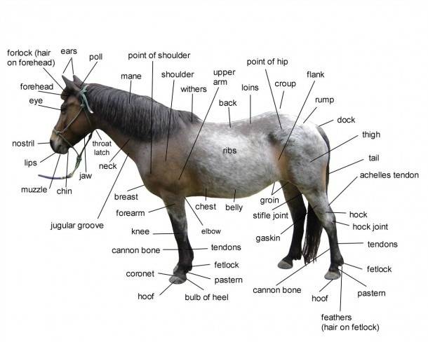 Анатомия лошадей: внешний вид скелета, внутреннее строение, фото