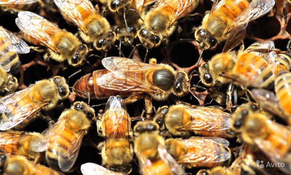 Пчелиная матка (королева) — полный обзор, фото и видео