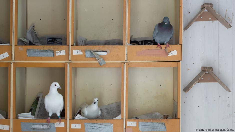 Сколько лет живут уличные и домашние голуби