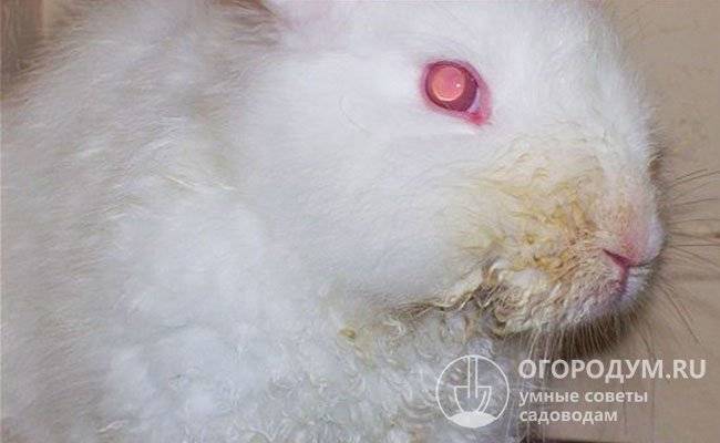 Мокрец у кроликов: инфекционный, бактериальный, травматический