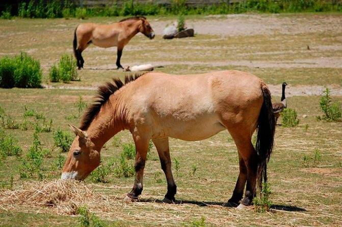 Лошадь пржевальского: фото, почему так называется, описание
