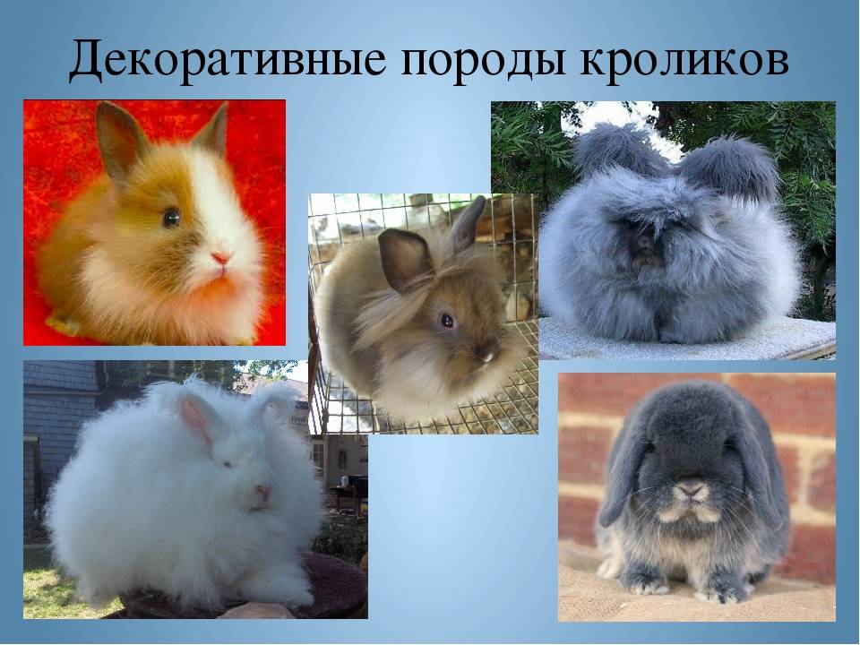 Породы кроликов: описания, названия, характеристики, особенности и правила выращивания (100 фото и видео)