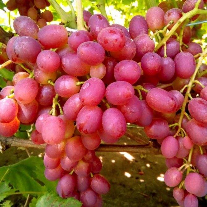 Виноград высокорослый ливия. внешние признаки, плюсы и минусы, принципы размножения