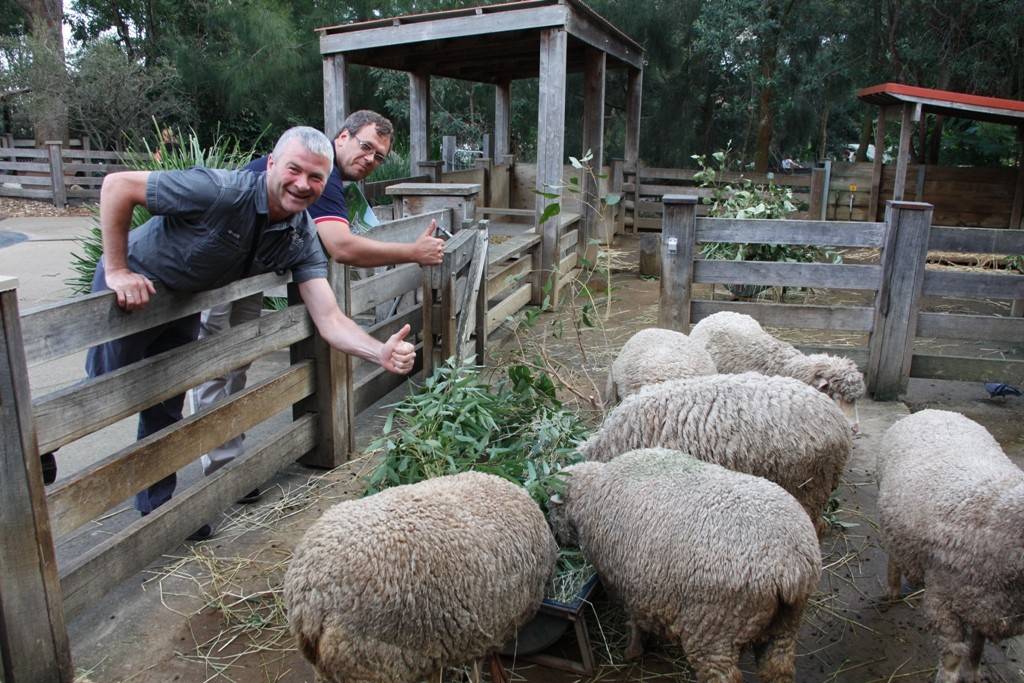 Разведение овец в домашних условиях: особенности содержания овечек и баранов в личном подсобном хозяйстве