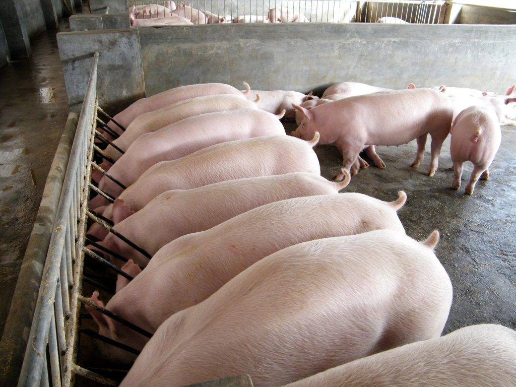 Современные системы кормления свиней – кормовые добавки и расчёт рационов