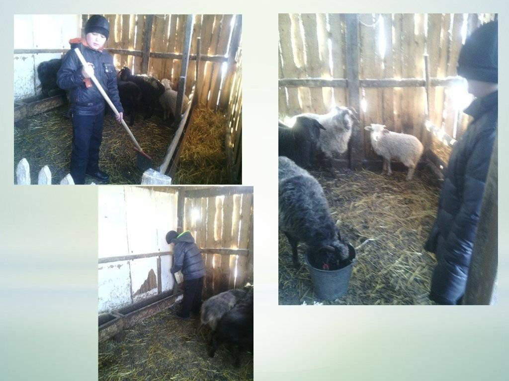 Содержание и выращивание овец и баранов в домашних условиях