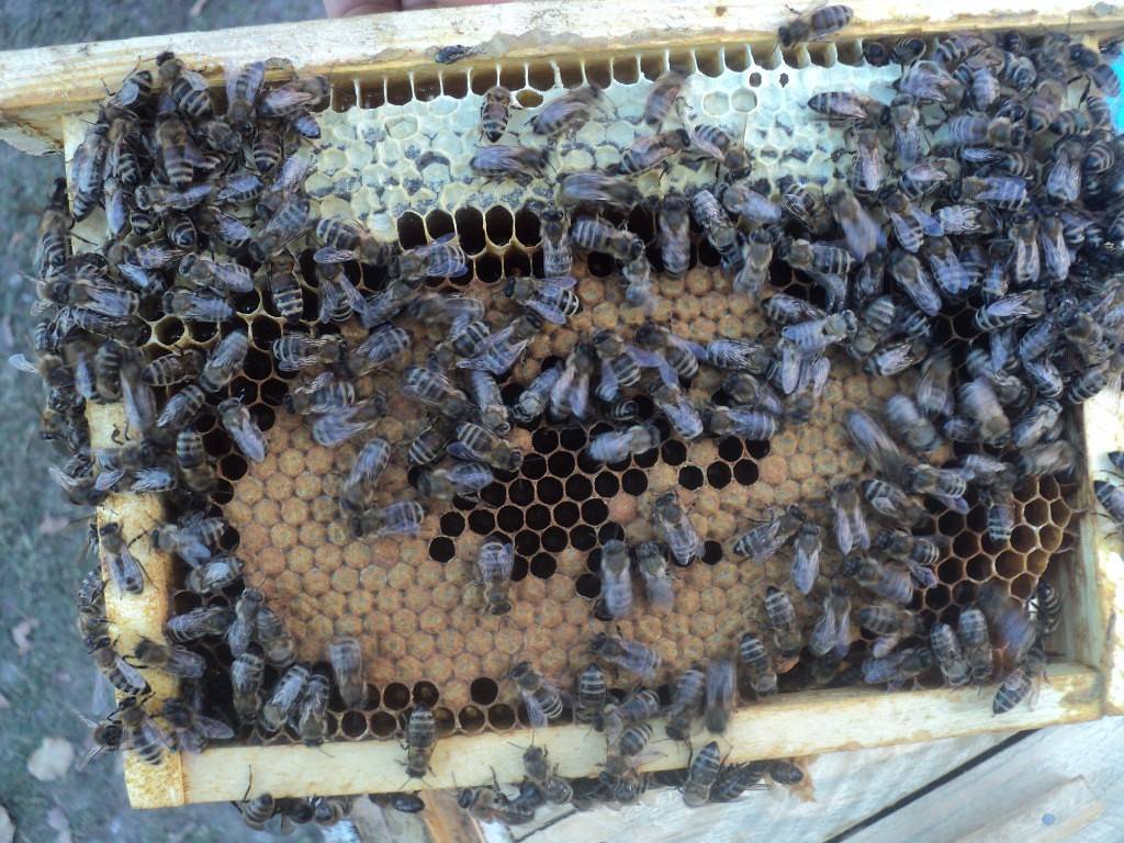 Карпатская порода пчел: особенности содержания. что представляет собой карпатская порода пчел?