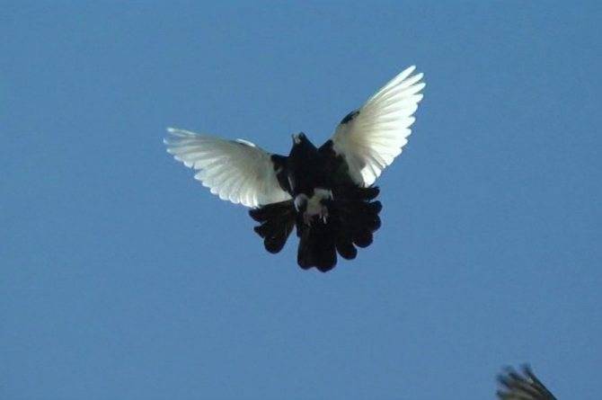 Николаевские высоколетные голуби – полная информация о птицах