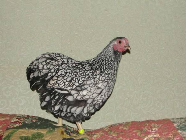 Курица карликовая шабо: описание, фото, цены, характер и стандарты породы