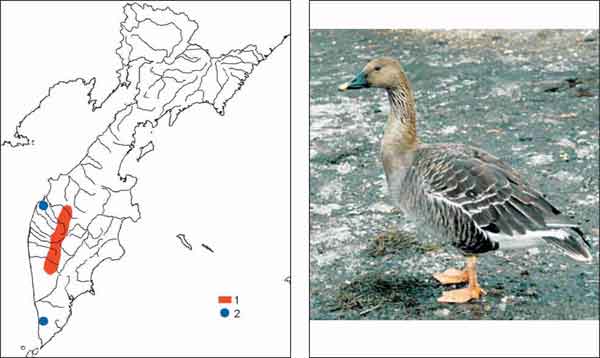 Описание Белых гусей, ареал обитания, питание и размножение