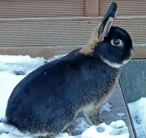 Черно-бурый кролик: описание и особенности содержания породы