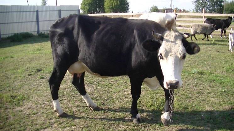 Правила содержания ярославских коров, преимущества породы и особенности кормления