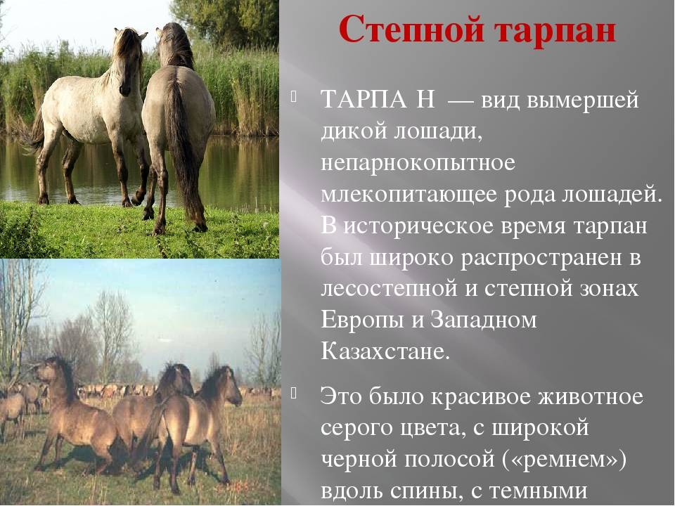 Лошадь пржевальского. описание, особенности, виды, образ жизни и среда обитания животного | живность.ру