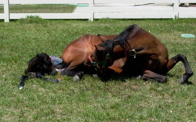 Сколько ходит беременная лошадь: период вынашивания и как проходят роды