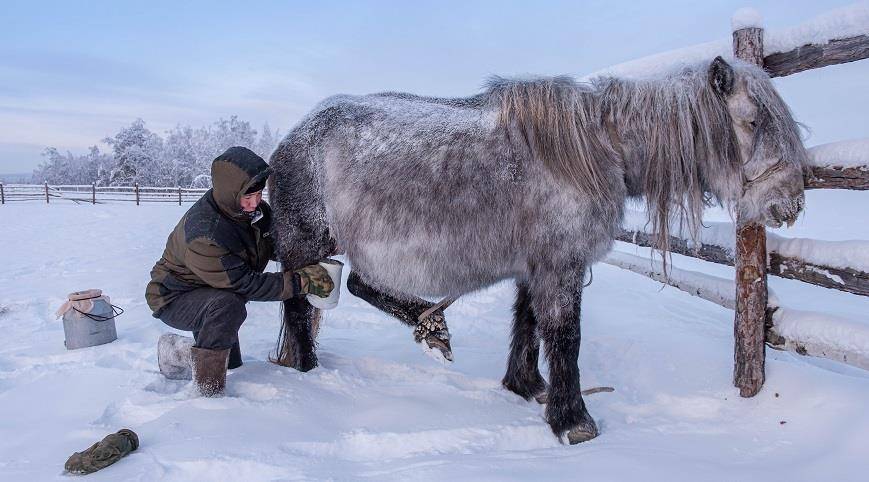 Якутская лошадь. описание, особенности, уход и цена якутской лошади