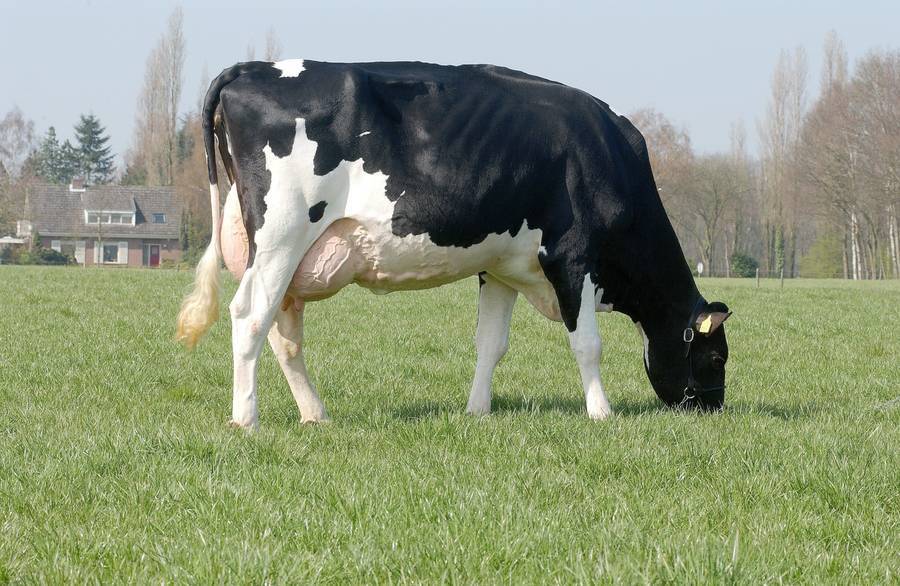 Голштинская порода коров: описываем подробно