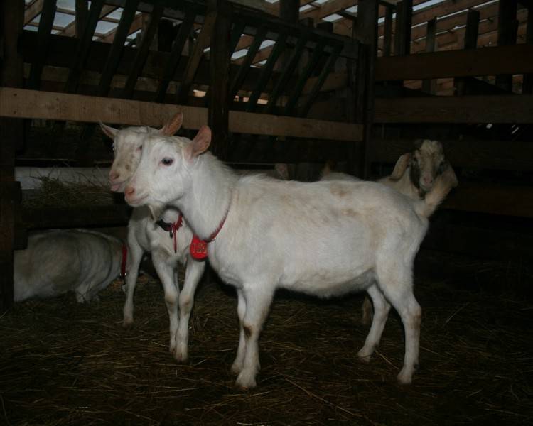 Зааненская порода коз ????: описание и характеристики, особенности содержания, фото и видео selo.guru — интернет портал о сельском хозяйстве