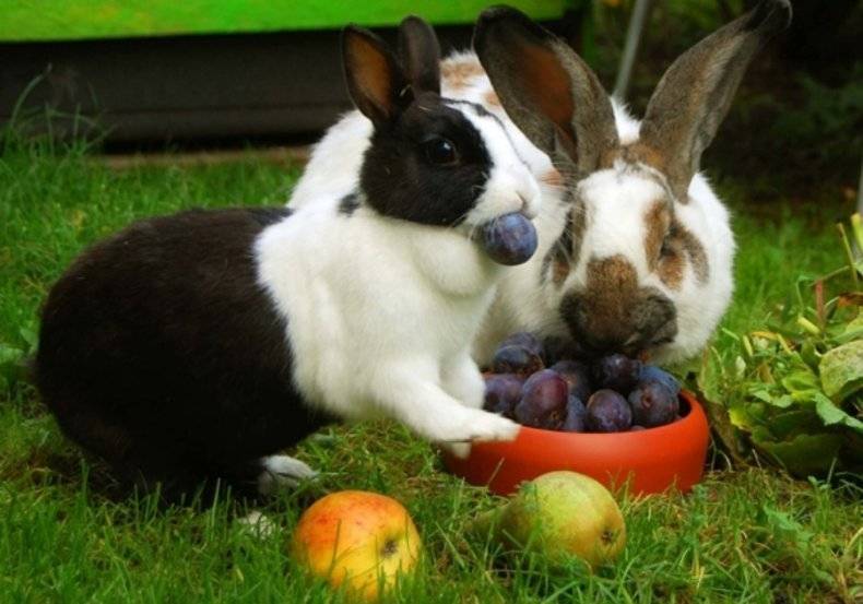 Можно ли кормить кабачками или кожурой кроликов?