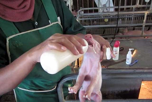 Как выкормить поросят без свиноматки с рождения