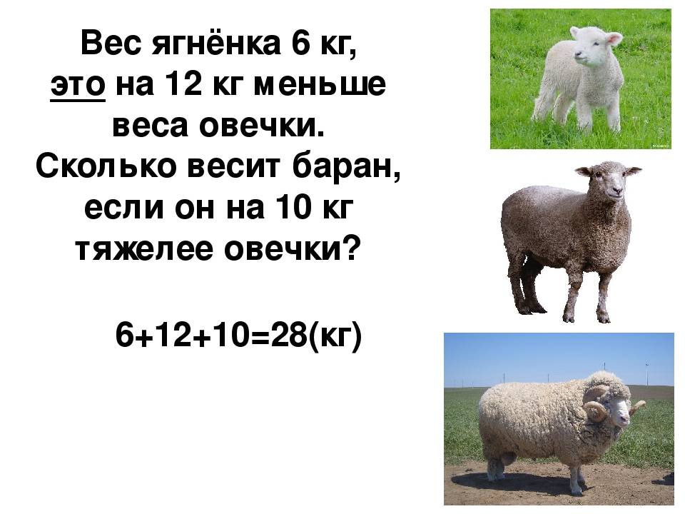 Сколько весит овца - средний вес и масса в зависимости от возраста и породы 2021