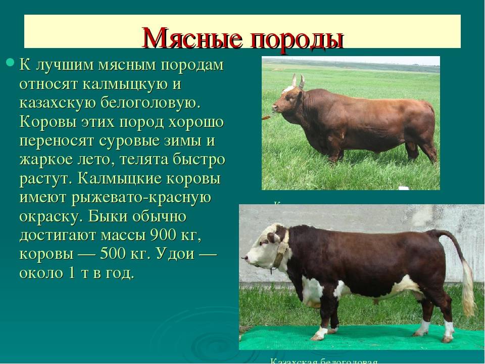 Основные преимущества разведения казахской белоголовой породы скота