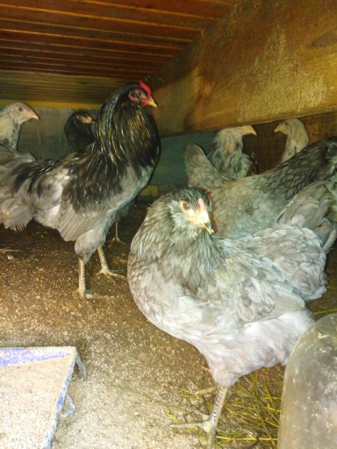 Редкая порода кур: амераукана, несущая пасхальные яйца