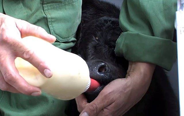Почему теленок отказывается пить молоко?