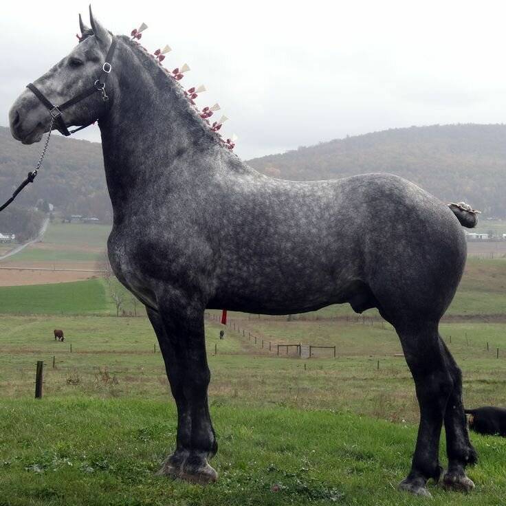 Першерон лошадь: характеристика породы, фото, видео