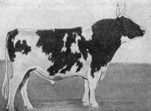 Айрширская порода коров: описание и характеристики породы