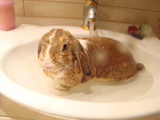 Можно ли купать и как помыть декоративного кролика?
