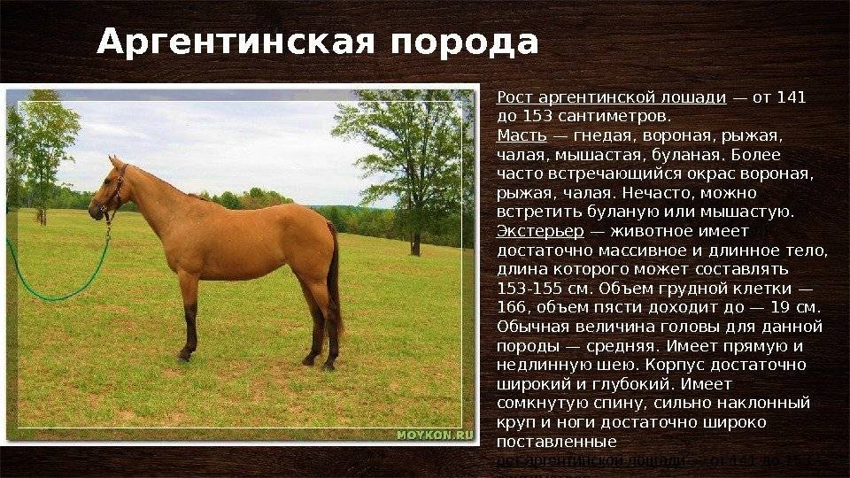 Рысистые породы лошадей: название, описание и фото