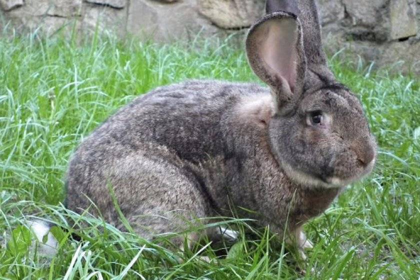 Кролик фландр: особенности разведения и ухода