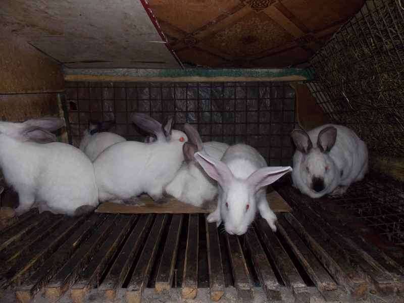 Обзор популярных пород кроликов