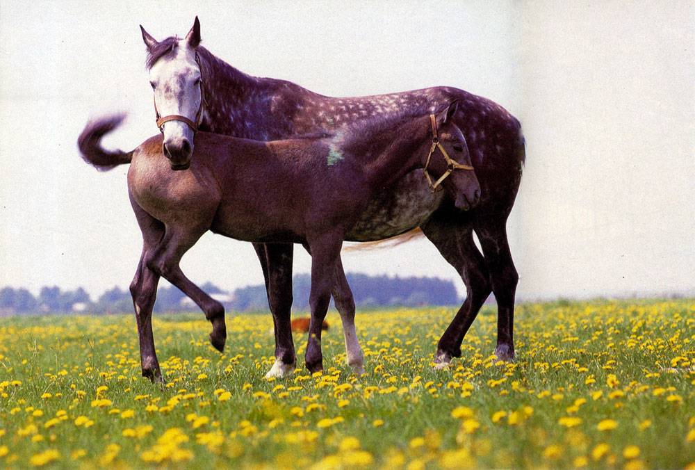 ᐉ лошади карачаевской породы: описание, фото, преимущества и недостатки, использование - zooon.ru
