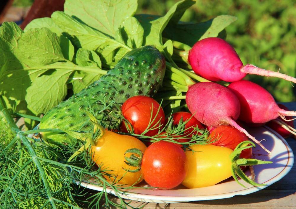 20+ холодостойких овощей: что сажать в первую очередь
