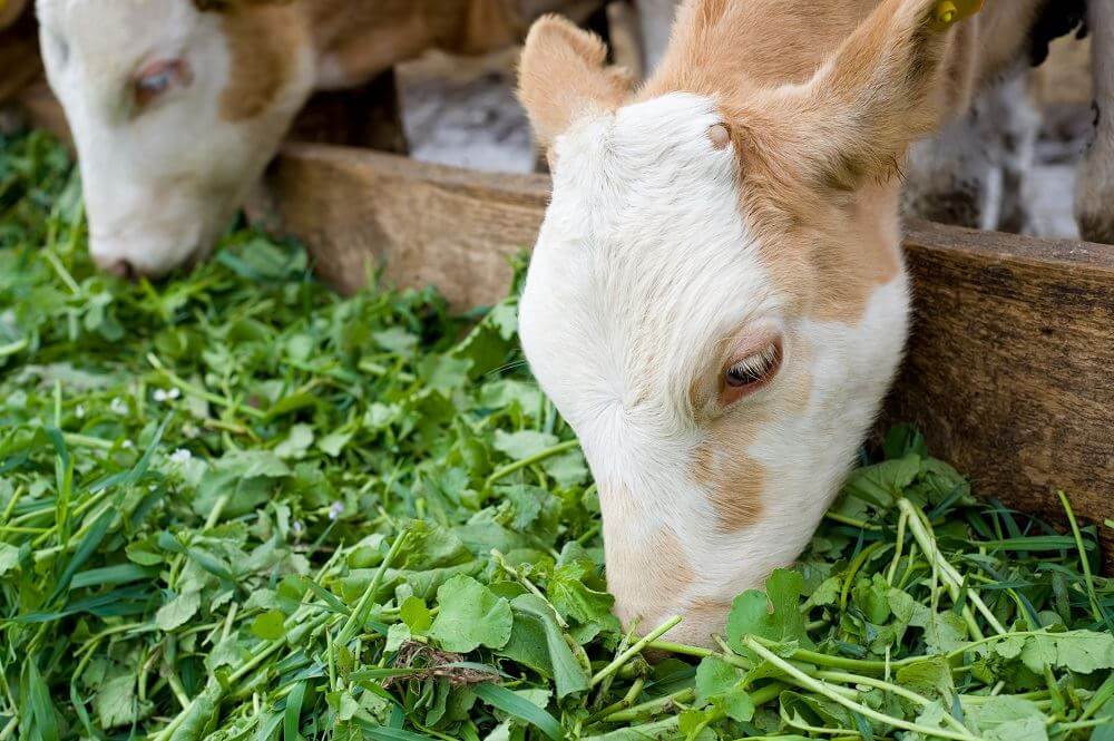 Организация привязного содержания коров на ферме