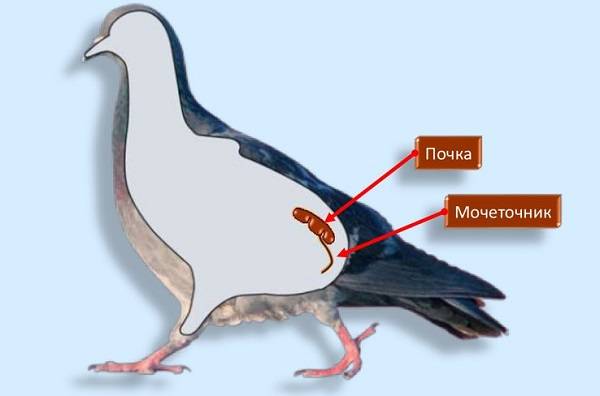 Размножение голубей: как спариваются и создают гнёзда
