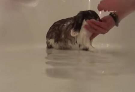 Можно ли мыть декоративных кроликов — как купать питомца в домашних условиях