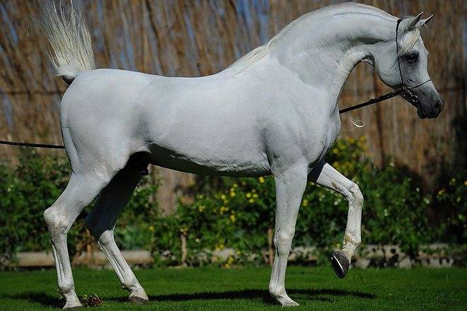 Арабская чистокровная порода лошадей: фото, описание коней, история происхождения