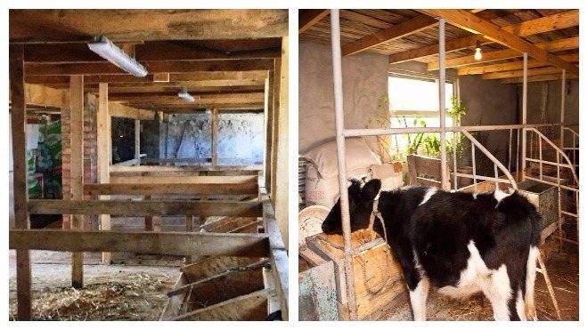 Строительство фермы на 50 дойных коров на привязи - стандартный проект