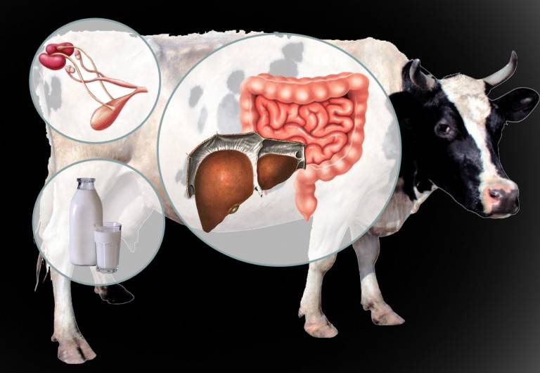 Стоит желудок у коровы: что делать, как запустить народными и другими средствами