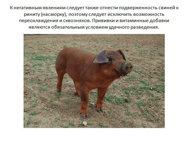 Порода свиней дюрок: описание, характеристика, особенности выращивания