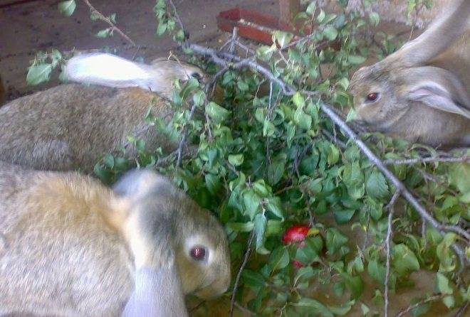 Какие ветки давать кроликам можно и какие нельзя: списки с фото