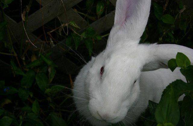 Кролик белый великан: описание породы